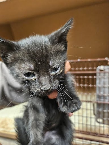 adoptable Cat in Austin, TX named *SALEM