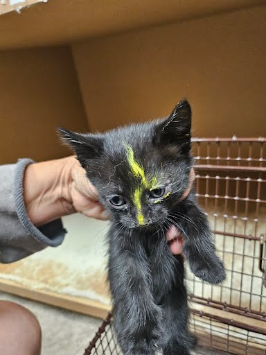 adoptable Cat in Austin, TX named *WINIFRED