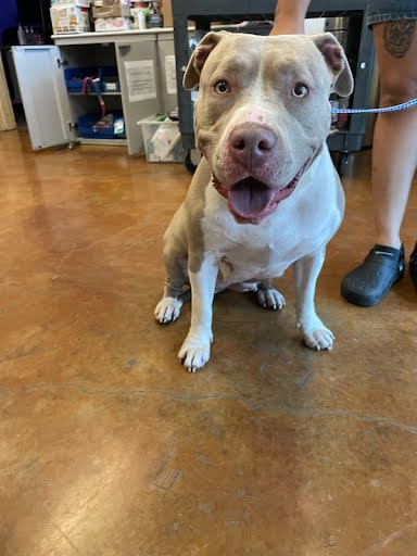 adoptable Dog in Austin, TX named COCO BEAR