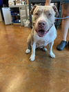 adoptable Dog in Austin, TX named COCO BEAR