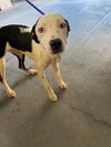 adoptable Dog in Austin, TX named ALLY