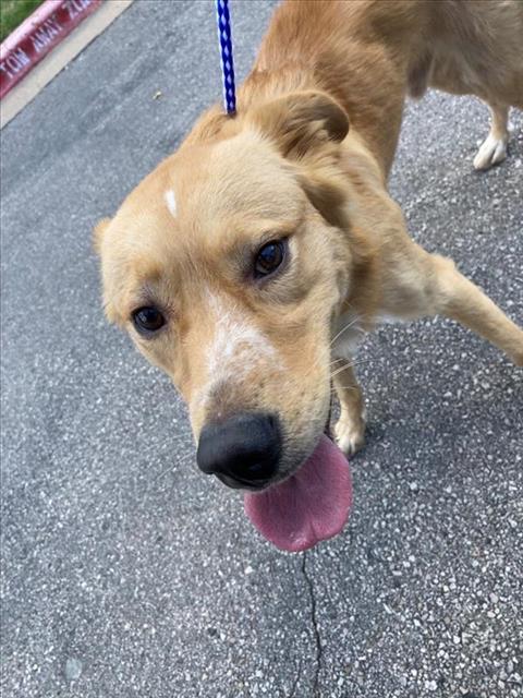 adoptable Dog in Austin, TX named *BROFUS