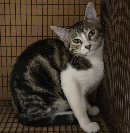 adoptable Cat in Austin, TX named BABY