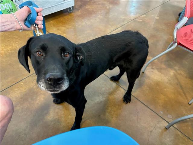 adoptable Dog in Austin, TX named *ANDY