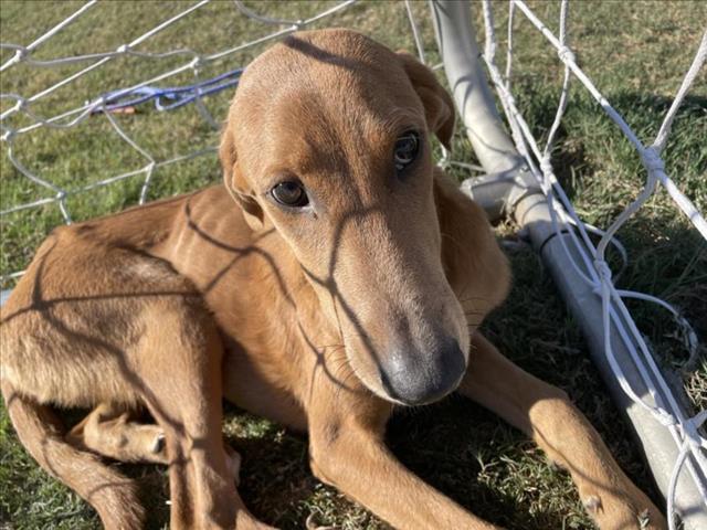 adoptable Dog in Austin, TX named *MEG