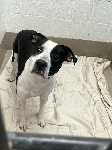 adoptable Dog in Austin, TX named LOUIE