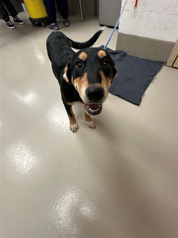 adoptable Dog in Austin, TX named ASTRID