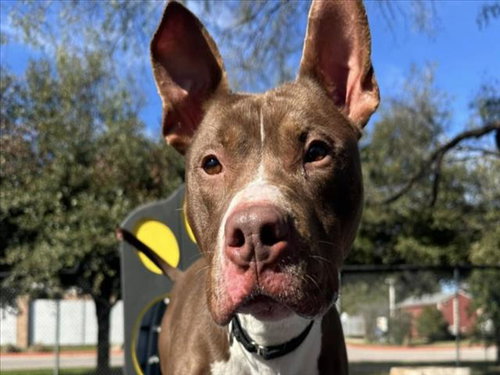 *ASHER - Pit Bull Terrier available for adoption