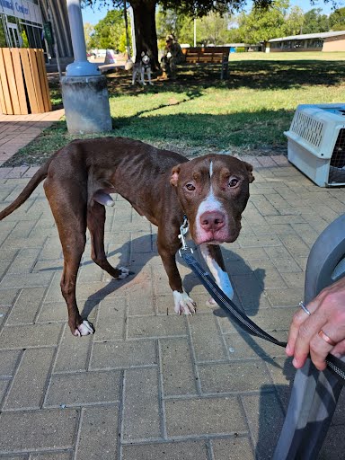 adoptable Dog in Austin, TX named *ASH