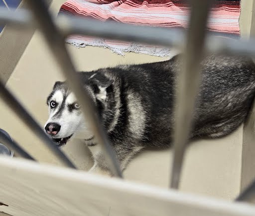 adoptable Dog in Austin, TX named ATHENA