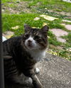 adoptable Cat in Austin, TX named TEDDY - AUGGIE