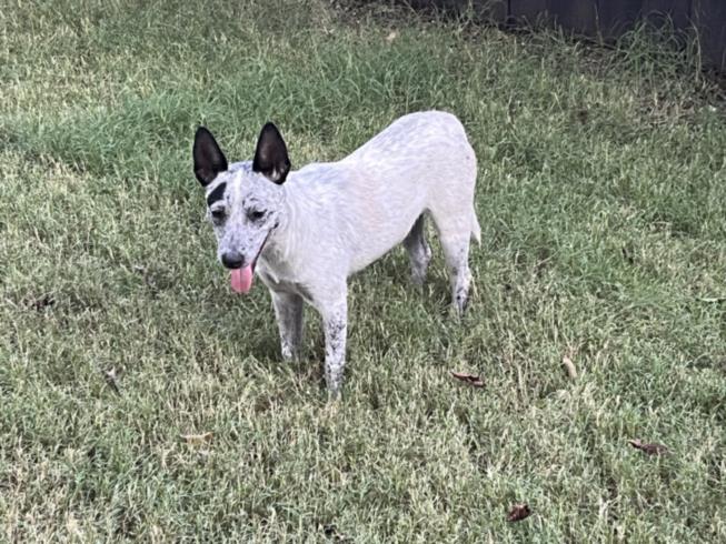 adoptable Dog in Austin, TX named *LOLA