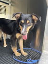 adoptable Dog in  named *CIRCE