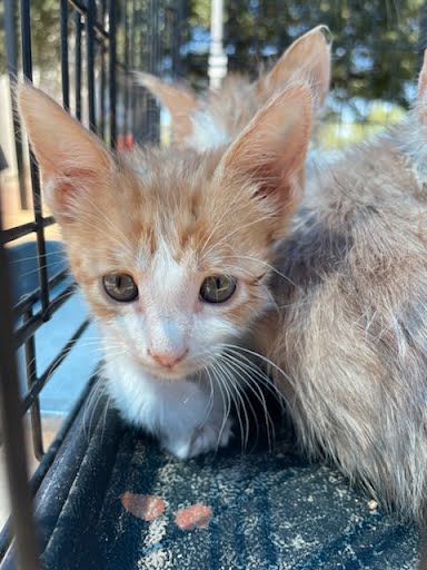 adoptable Cat in Austin, TX named A913010