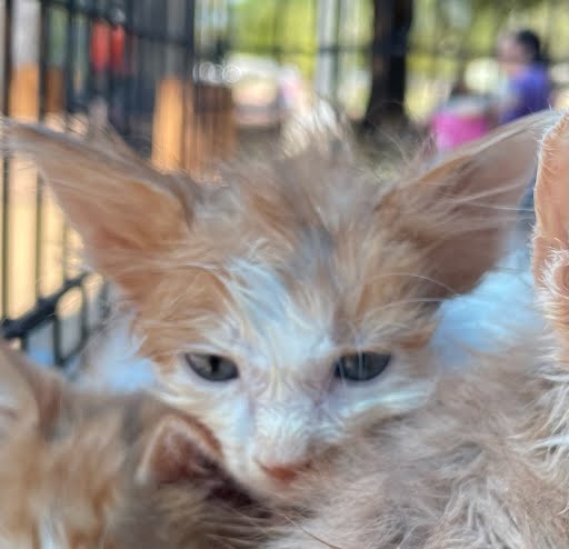 adoptable Cat in Austin, TX named A913013