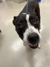 adoptable Dog in Austin, TX named HELEN