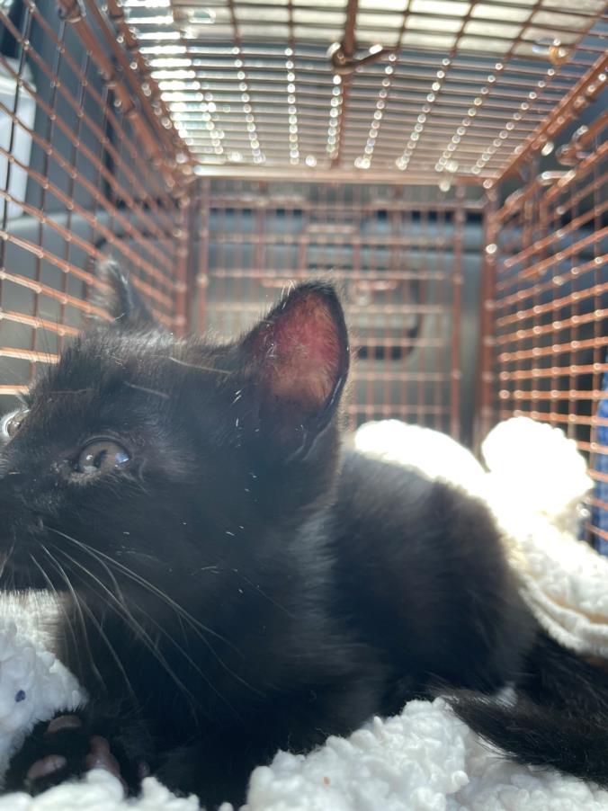 adoptable Cat in Austin, TX named *SHORTBREAD