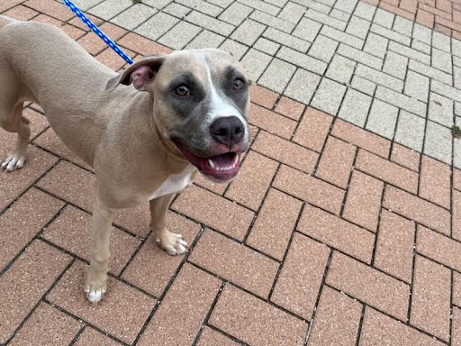 adoptable Dog in Austin, TX named A912767