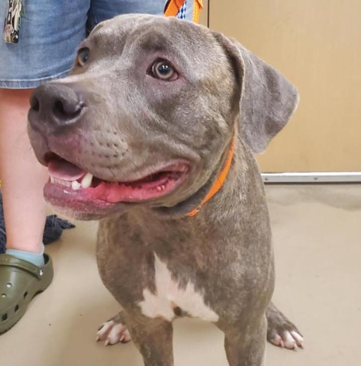 adoptable Dog in Austin, TX named A912768