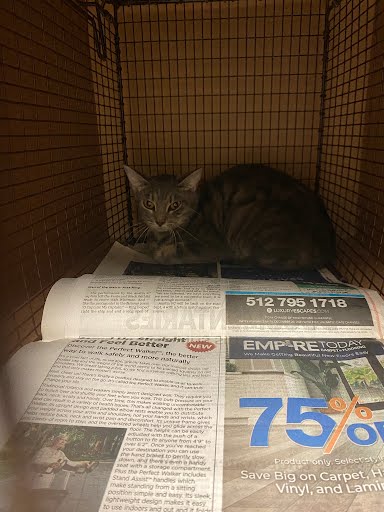 adoptable Cat in Austin, TX named A913183