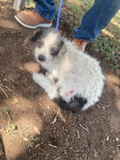 adoptable Dog in Austin, TX named *PIXEL