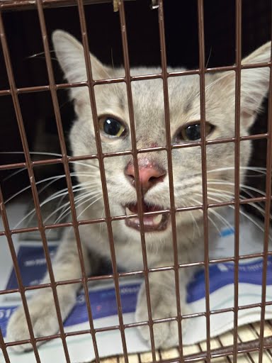 adoptable Cat in Austin, TX named BUMBLEBEE