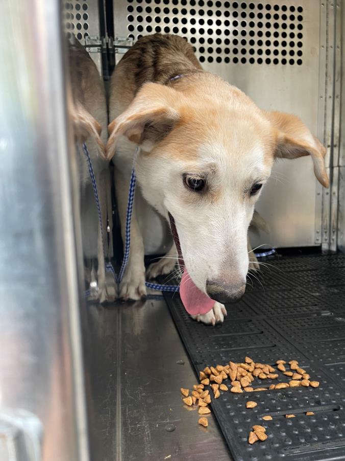 adoptable Dog in Austin, TX named *LEVI