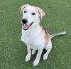 adoptable Dog in Austin, TX named *LEVI