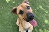 adoptable Dog in Austin, TX named *TEX