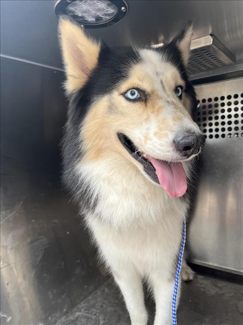 adoptable Dog in Austin, TX named LOBO