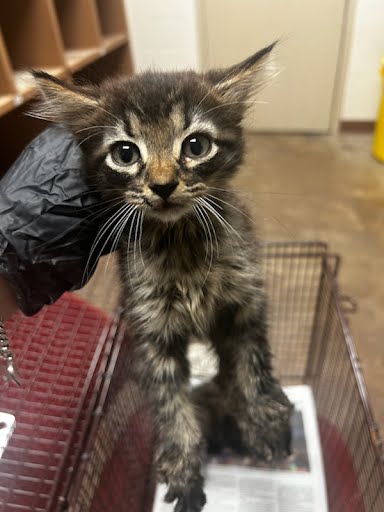 adoptable Cat in Austin, TX named A913151