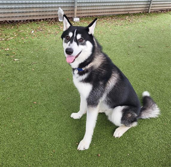 adoptable Dog in Austin, TX named MILO