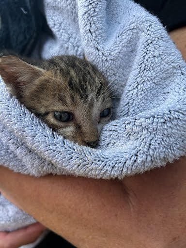 adoptable Cat in Austin, TX named A912791