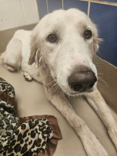 adoptable Dog in Austin, TX named *LAVENDER