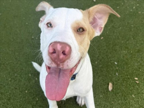 picture of the dog needing adoption