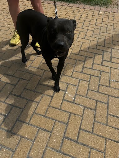 adoptable Dog in Austin, TX named HERCULES