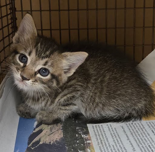 adoptable Cat in Austin, TX named A913221