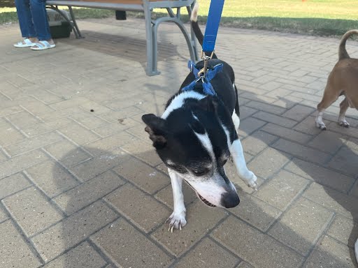 adoptable Dog in Austin, TX named OREO