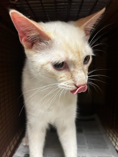 adoptable Cat in Austin, TX named SNOWBALL