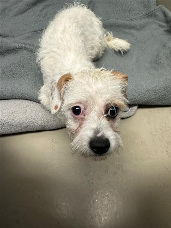 adoptable Dog in Austin, TX named SNOWBALL