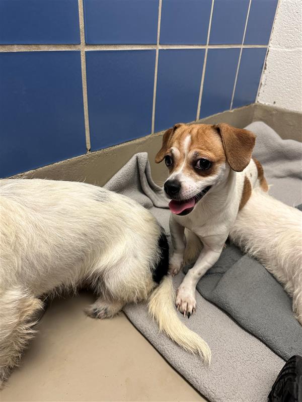 adoptable Dog in Austin, TX named JANNET