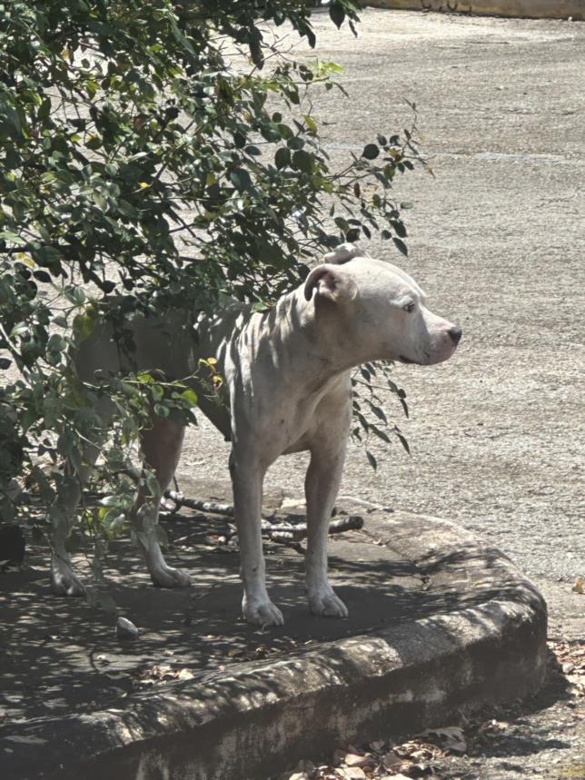 adoptable Dog in Austin, TX named A912446