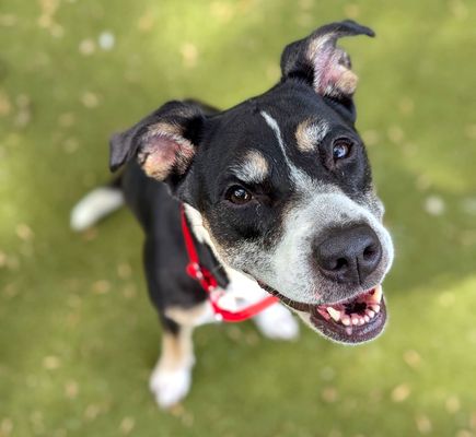picture of the dog needing adoption