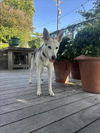 adoptable Dog in  named *JOJO