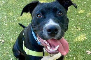 picture of the dog needing adoption
