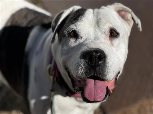 picture of the dog needing adoption