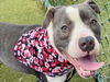 adoptable Dog in  named KORA