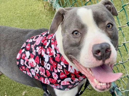 picture of the dog needing adoption