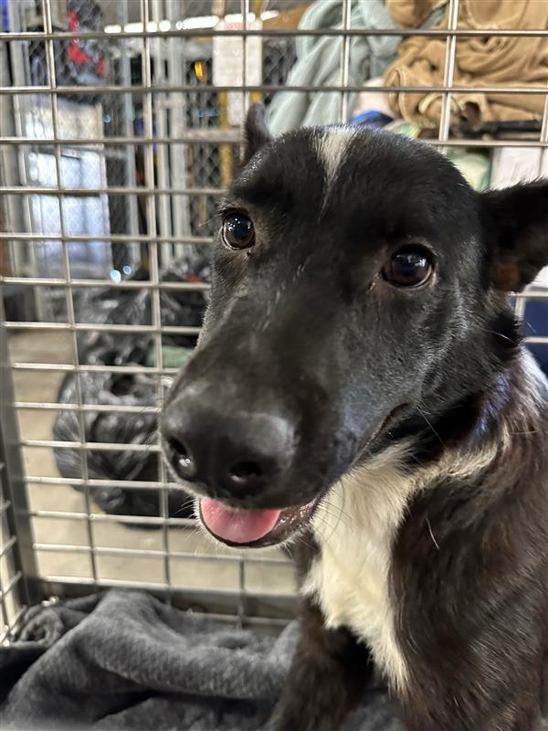 adoptable Dog in Austin, TX named *BROCK