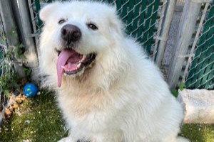 picture of the dog needing adoption